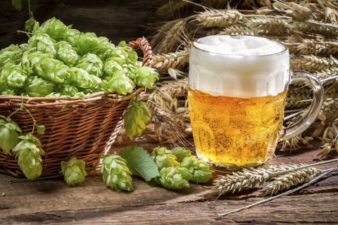 pivo-chmel_shutterstock_487900593__480x320pxl.jpg