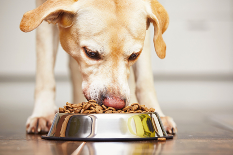 pes-granule_shutterstock_339676409__480x320pxl.jpg